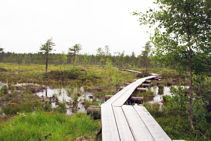 Wald bei Rovaniemi