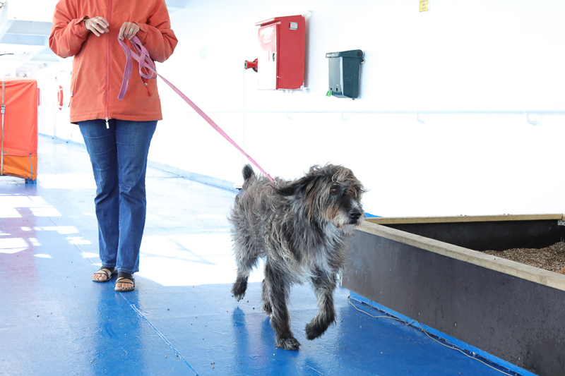 Gassi gehen auf dem Schiff: Hund an der Sandkiste