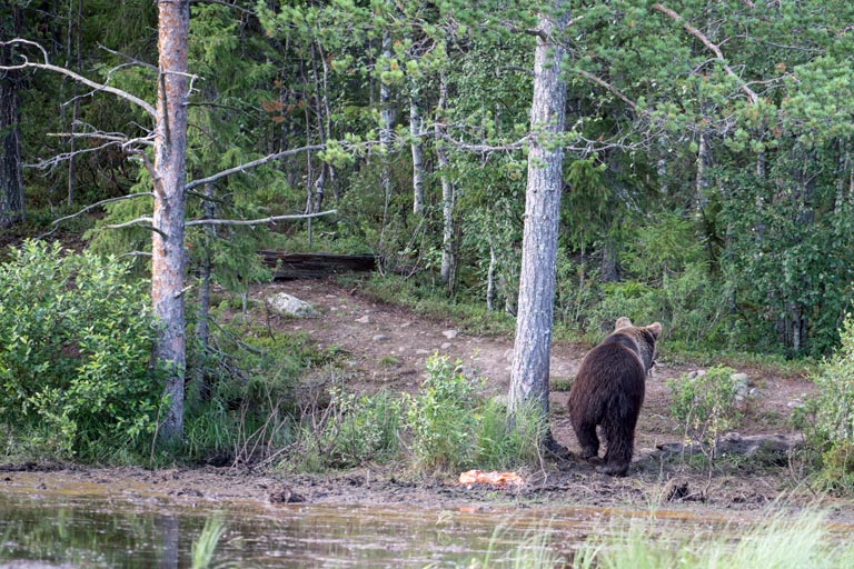 Einer von 2.000 Bären in Finnland