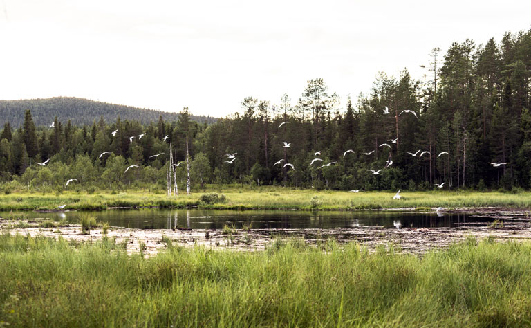 Sumpfgebiet in der Grenzregion um Kuusamo, Ostfinnland