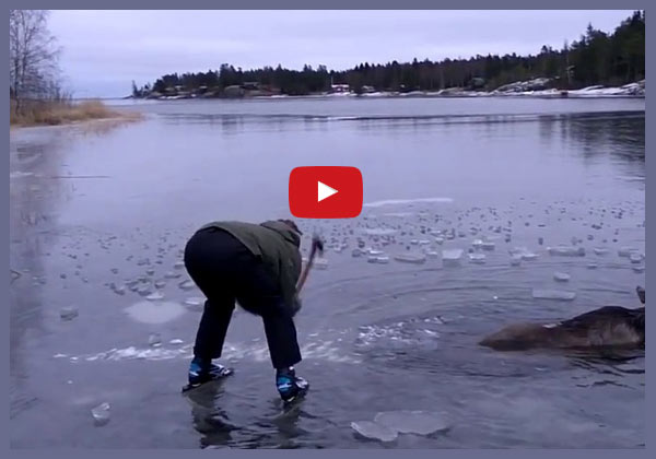 Elchrettung in Schweden, ein Video geht um die Welt