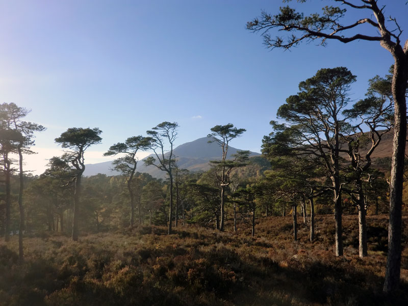 Glen Affric - wo Schottlands ursprüngliche Natur überlebt