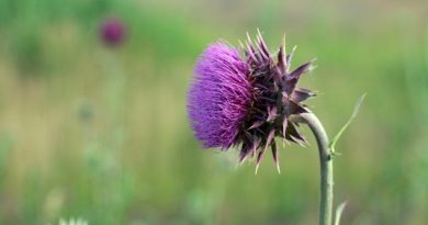 Distel Schottland Reisebericht