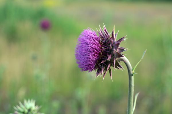 Distel Schottland Reisebericht