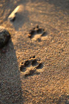 Pfotenabdrücke im Sand