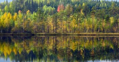 Ruska, finnischer Herbst
