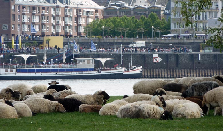 Schafe auf den Rheinwiesen