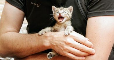 Neues Tierschutzgesetz Schweden