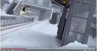 Elch fällt auf Gleise Oslo