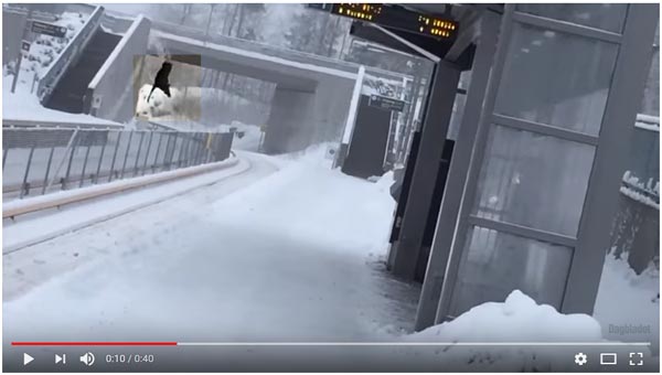Elch fällt auf Gleise Oslo