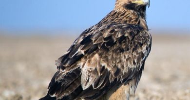 Östlicher Kaiseradler in Dänemark