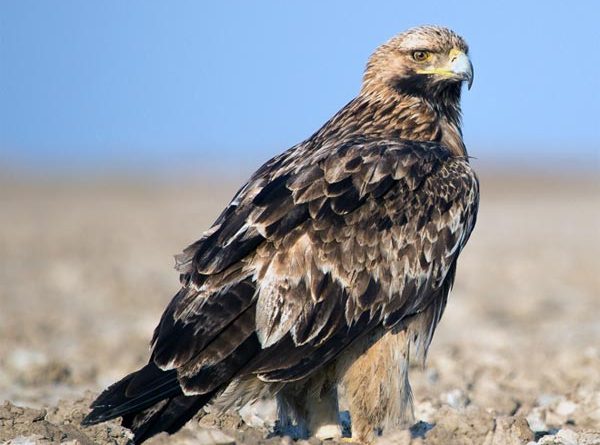 Östlicher Kaiseradler in Dänemark