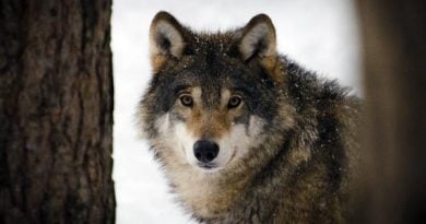 Wolf Nationaltier Estland