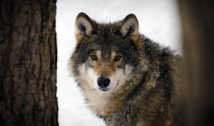 Wolf in Estland