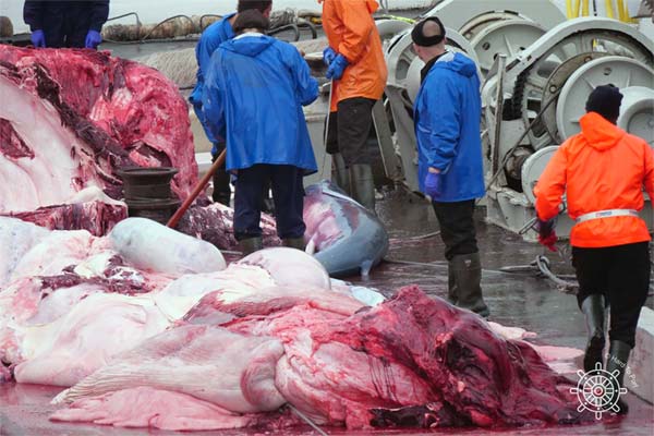 Walfang Island Schwangerer Wal getötet
