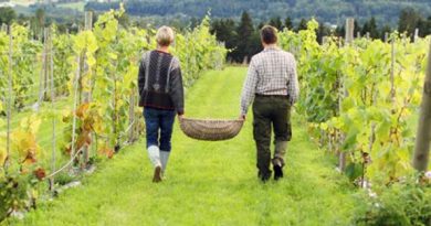 Weinanbau Norwegen