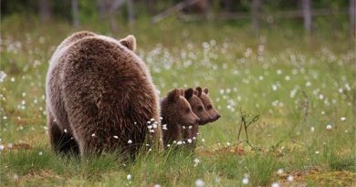 Tierfotografie Finnland Bärensafari