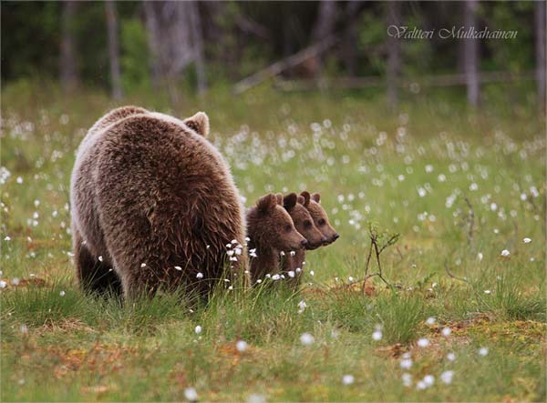 Tierfotografie Finnland Bärensafari