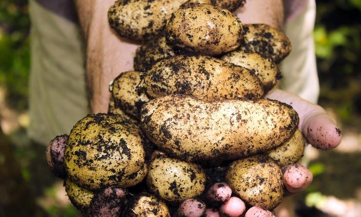 Brexit Schottland Abkommen Kartoffeln