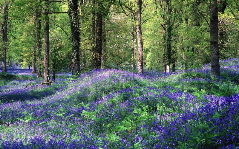 Royal Forest Of Dean Grafschaft Gloucestershire