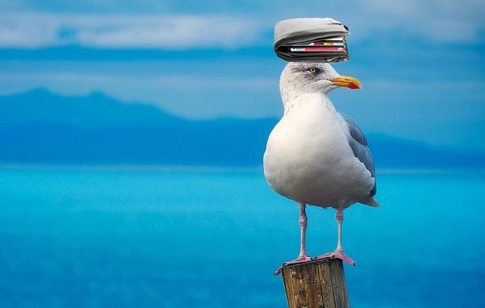 Möwe klaut Brieftasche Island