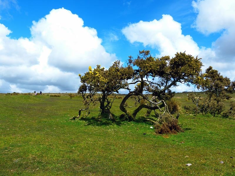 Bodmin Moor