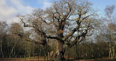 Major Oak Sherwood Forest