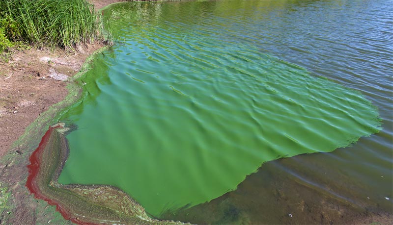 Forschung Biodiesel aus Blaualgen