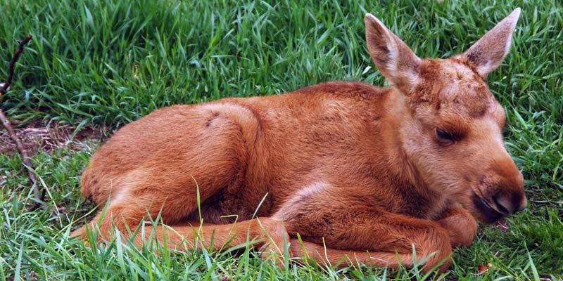 Elchjagd Schweden Elchkalb