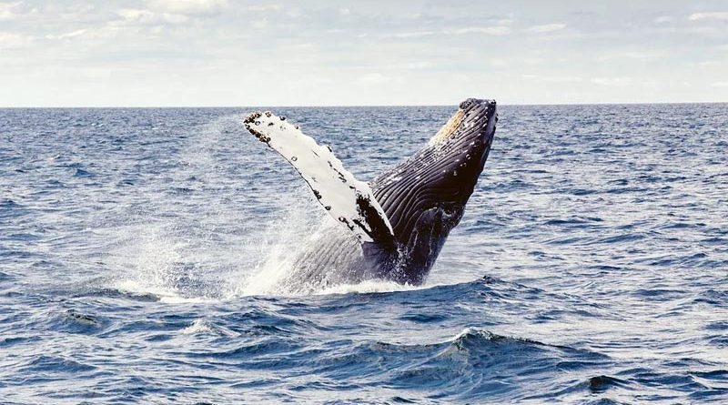 Whale watching Island