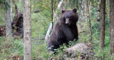 Estland: Warum finden derzeit so viele Braunbären nicht den wohl verdienten Winterschlaf?