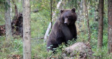 Bär Alutaguse