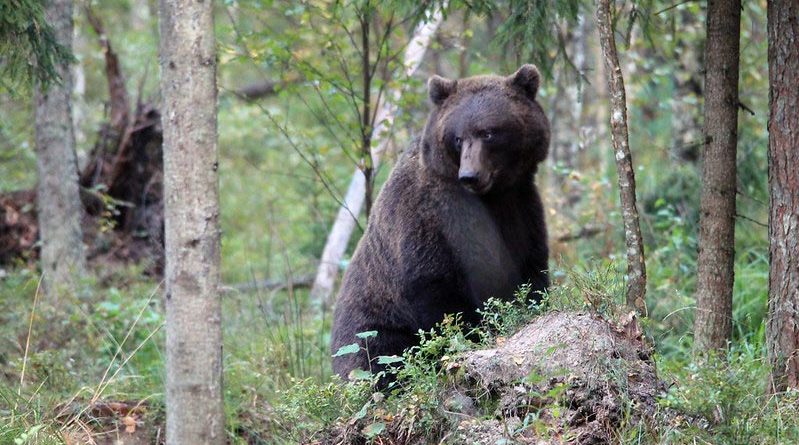 Estland: Warum finden derzeit so viele Braunbären nicht den wohl verdienten Winterschlaf?