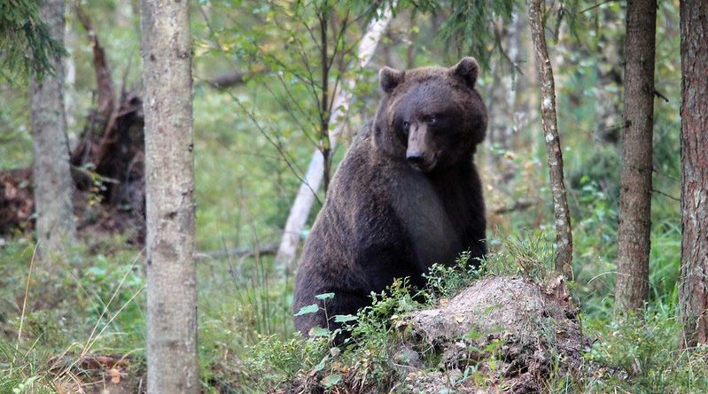 Bär Alutaguse