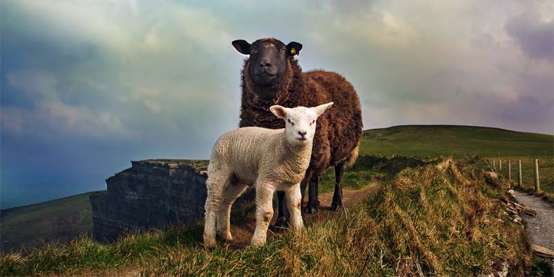 Länderquiz Irland