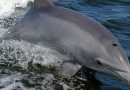 Erstmals seit 70 Jahren: Delfine in der Ostsee gesichtet