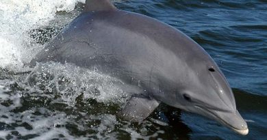 Finnland Delfine