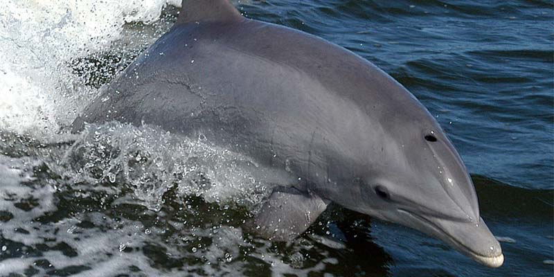 Finnland Delfine