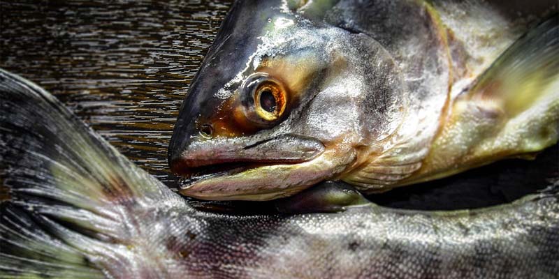 Lachs Norwegen Corona