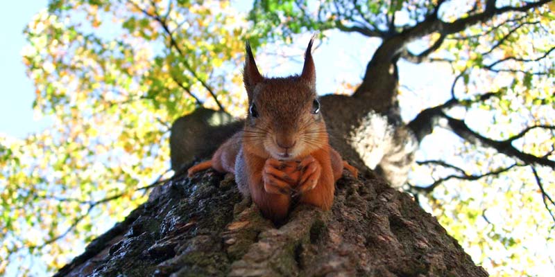 Eichhörnchen Irland