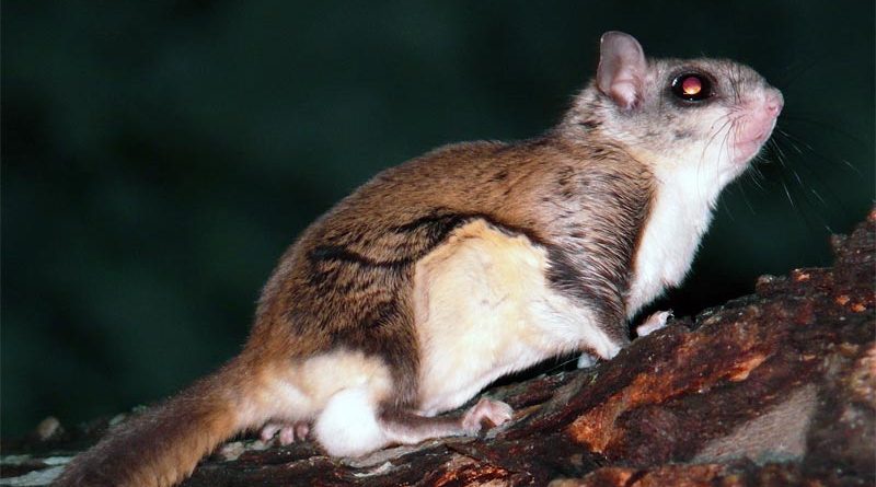 Gleithörnchen Estland