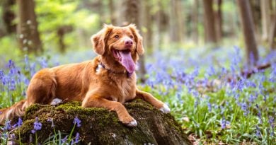 urlaub hund island