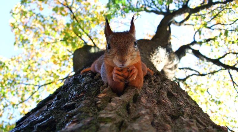 Rotes Eichhörnchen Irland