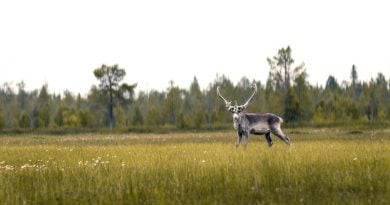 finnland urlaub restart