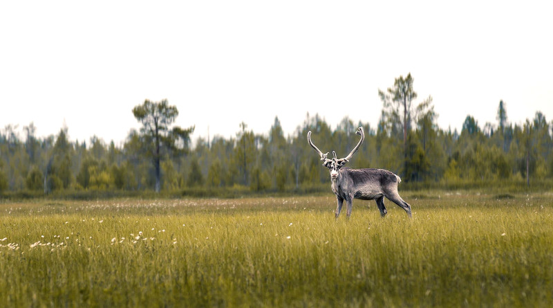 finnland urlaub restart