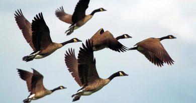 Studie Klimawandel Vögel Brut