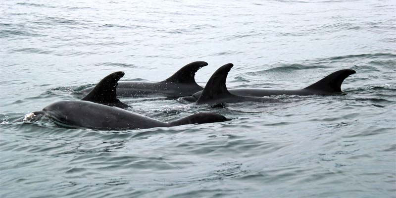 Delfin Spotting Schottland