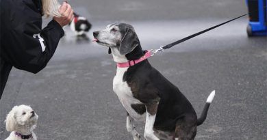 Spürhunde Corona Virus