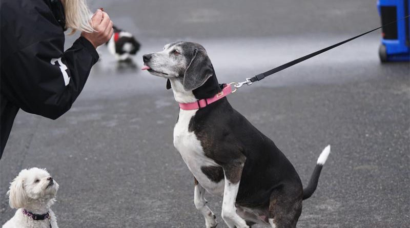 Spürhunde Corona Virus