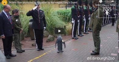 Pinguin General Norwegen